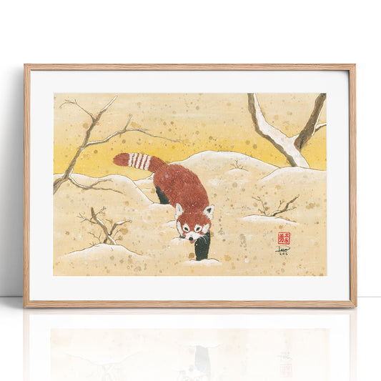 Red Panda in the Snow (Framed Paper Print)